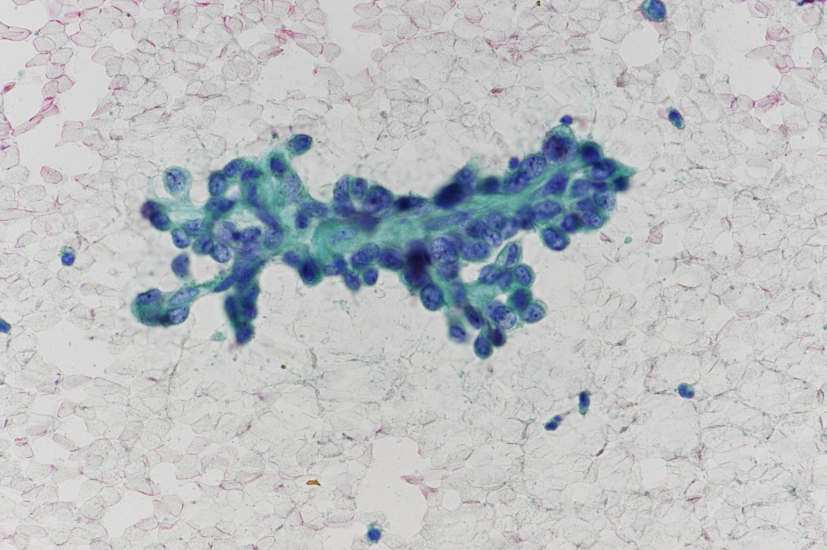 3+washingcytology-x400-4_2025011211253599.jpg